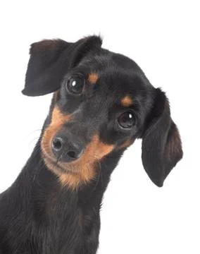 Dachshund in studio Stock Photos