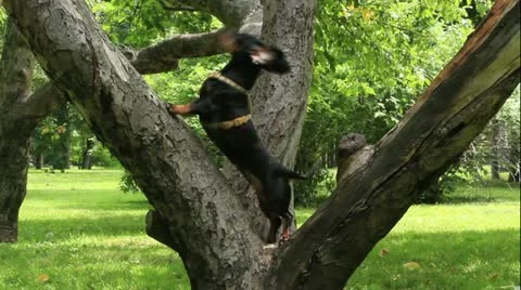 Dachshund on the tree Stock Footage 20587302