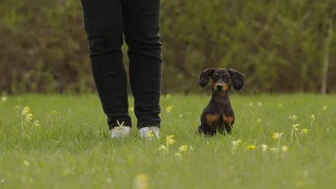 Dachshund turns head and faces camera outdoors Vidéo 334814859