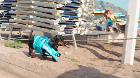 Dachshund in turquoise jacket on sandy beach Stock Footage 327361394