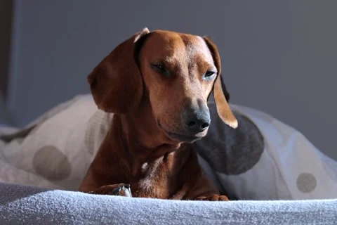 Dachshund under duvet in bed Stock Footage 275244092