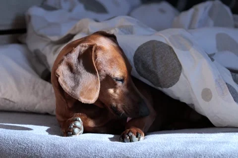 Dachshund under duvet in bed Stock Footage 275244307