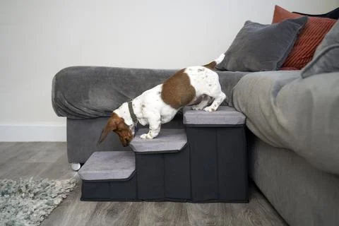 Dachshund using steps Stock Photos