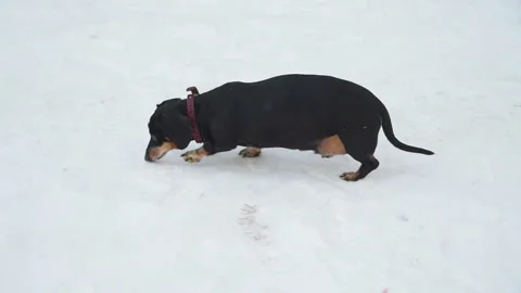 The Dachshund Walking on the Snow Vídeos de archivo 99942410