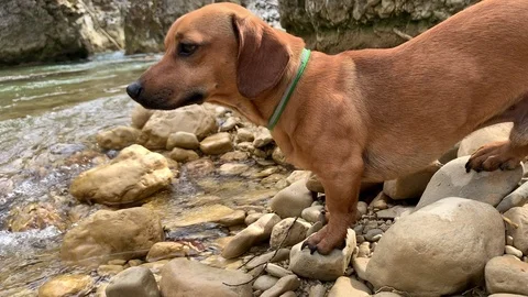 Dachshund walks in the river. Stock Footage 104913667