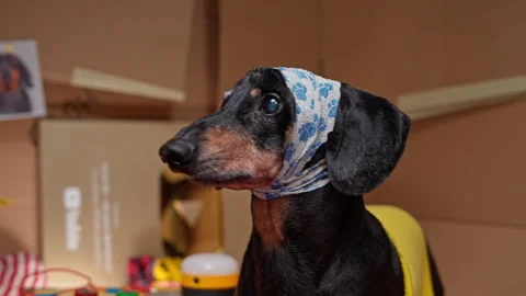 Dachshund wearing patterned headscarf in room of moving boxes 스톡 동영상 329513345