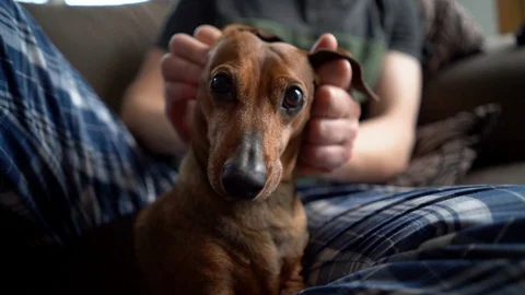 Dachshund (wiener dog) getting a massage Stock Footage