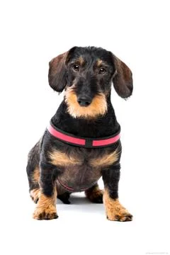Dachshund Wirehaired Stock Photos