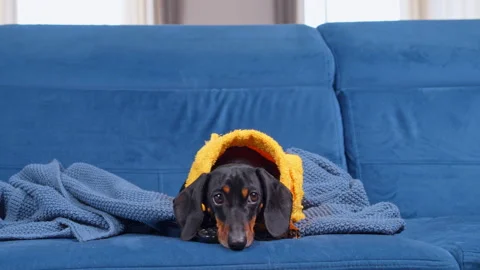 Dachshund in yellow robe lying on a couch with a remote control Stock-Footage 346193222