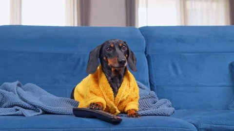 Dachshund in yellow robe sitting on sofa with a remote control Stockbeeldmateriaal 341295475
