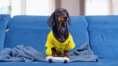 Dachshund in a yellow shirt with a game controller on the couch at home Stock Footage 341109690