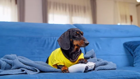 Dachshund in yellow shirt with a game controller on a blue sofa at home Stock Footage 346193261