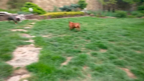 Dachshunds actively run after each other Stock Footage 132292694