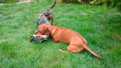 Dachshunds are fighting in the grass Stock Footage 132292968