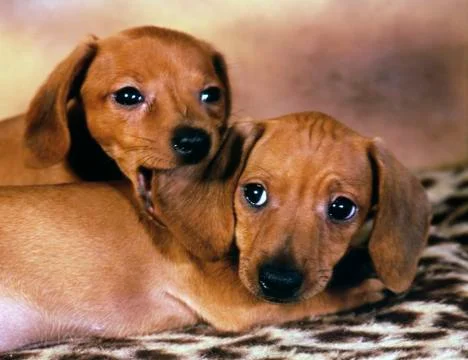 Dachshunds, ear bite Stock Photos