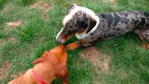 Dachshunds play with each other in the grass Stock Footage 132292823