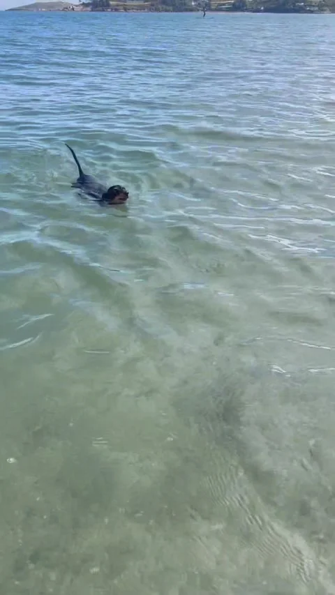 Dachshund's Propeller Tail in Turbo Mode, Wales, UK Stock Footage 307219633