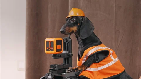 Dachsund construction worker operating equipment with focused precision in Stock Footage 311835127