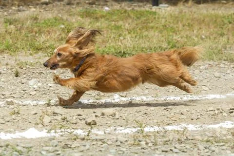Dachsund stretching out in the race. Stock Photos