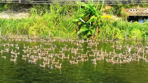 Dack farm Stock Footage 133917974