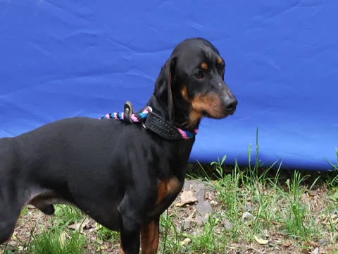 Dacshund in Front of Blue Screen Stock Footage 25878201