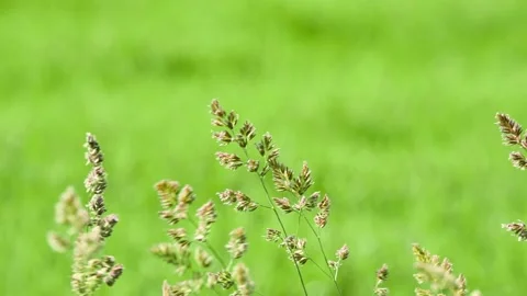 Dactylis glomerata, also known as cock's-foot, orchard grass, or cat grass (d Stock Footage 166399069