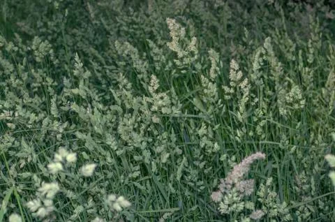 Dactylis glomerata, also known as cock's foot, orchard grass, or cat grass Stock Photos