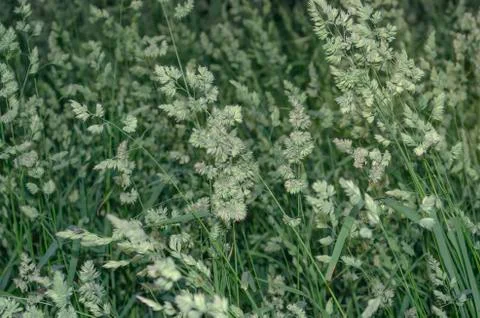Dactylis glomerata, also known as cock's foot, orchard grass, or cat grass Stock Photos