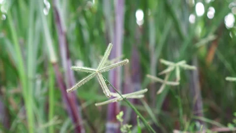 Dactyloctenium aegyptium in the field Video stock 262302308