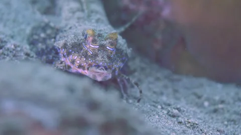 Dactylopus crawling on sandy bottom of turquoise sea Stock Footage 246611258