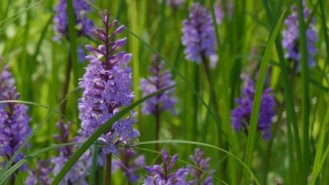 Dactylorhiza in the Siberia Stock Footage 168525863