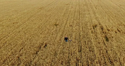 Dad and son are walking along the endless wheat field, aerial view. Unity of dad Stock-Footage 138960223