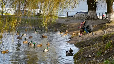 Dad and son feeding wild ducks Stock Footage 70516031