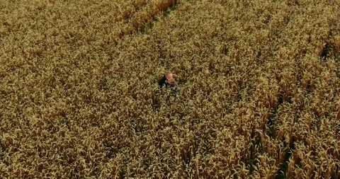 Dad and son have fun playing in the wheat field, happy fatherhood and childhood Stock Footage 138961622