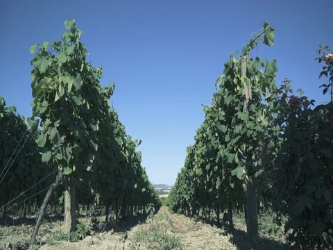 Dad and Son in Vineyard Stock Footage 84053208