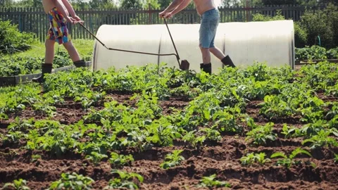 Dad and son working in garden, plowing ground, pulling plow, preparing soil Stock Footage 204093560