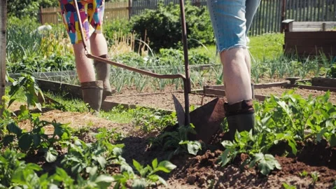 Dad and son working in garden, plowing ground, pulling plow, preparing soil Stock Footage 204837849