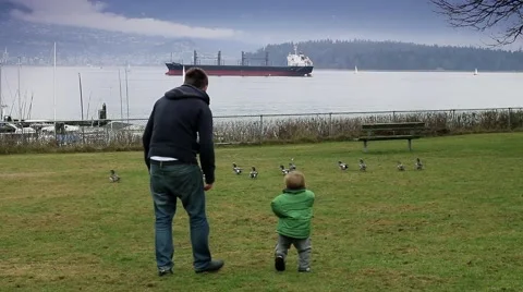 Dad and toddler with ducks Stock Footage 59120922