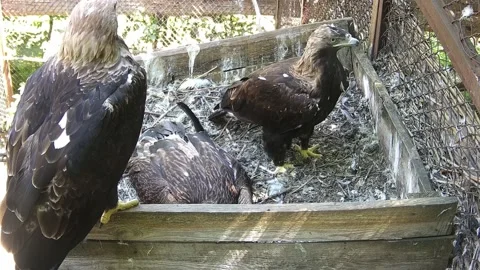 Dad eagle bring some food to the neast for his babe Stock Footage 157967891