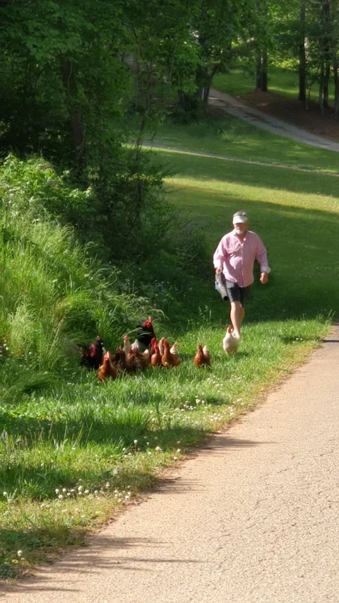 Dad Uses Leaf Blower to Herd Chickens Back to Yard, Waleska, Georgia, USA - 08 M Stock Footage 205428713