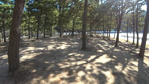 Dadaepo Beach pine forest in Busan Stock Footage 101004381