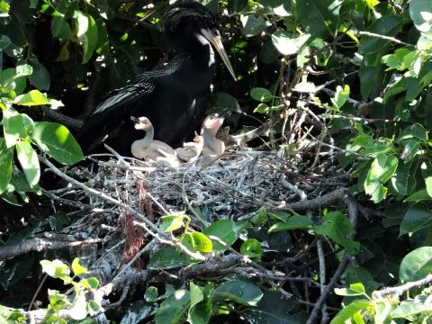 Daddy Anhinga with Hungry Hatchlings Foto stock