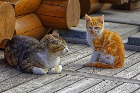 Daddy cat and red-haired kitten sitting on a wooden floor Stock Photos