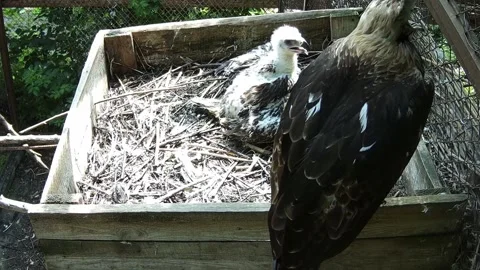 Daddy eagle arrives at the nest and scares the baby eagle with his wings Stock Footage 156074871