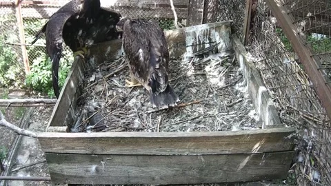 Daddy the eagle flew into the nest to the chick Stock Footage 157432633