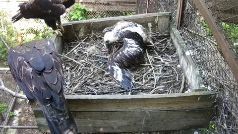 The daddy eagle flew into the nest with prey for the child. While the child  Stock Footage 156186466