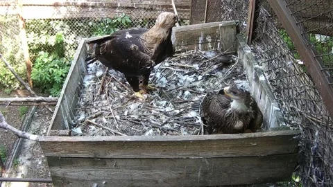 Daddy eagle flew into the nest with prey left it for the child and flew away Stock Footage 156750725