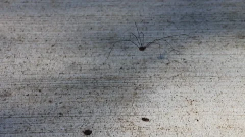 Daddy Long Leg crawls across pavement Stock Footage 44447646