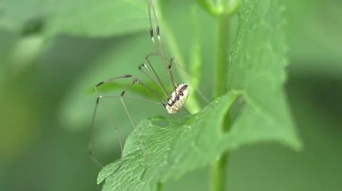 Daddy long leg on leaf Stock Footage 65283120