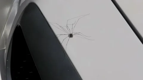 A Daddy Long-Leg Spider Stock Footage 138720168